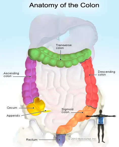 Picture of the colon anatomy and areas where rectal bleeding arises
