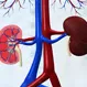 Kidney Disease Quiz